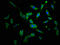 Alkylglycerone Phosphate Synthase antibody, CSB-PA001457LA01HU, Cusabio, Immunofluorescence image 