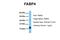 A-FABP antibody, ARP33985_P050, Aviva Systems Biology, Western Blot image 