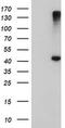 1-Acylglycerol-3-Phosphate O-Acyltransferase 5 antibody, MA5-25843, Invitrogen Antibodies, Western Blot image 