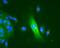 Nucleolin antibody, NB600-241, Novus Biologicals, Immunohistochemistry paraffin image 