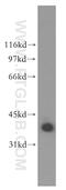 QKI, KH Domain Containing RNA Binding antibody, 13169-1-AP, Proteintech Group, Western Blot image 