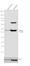 Cholecystokinin A Receptor antibody, PA3-116, Invitrogen Antibodies, Western Blot image 
