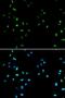 Histone Deacetylase 4 antibody, LS-C330857, Lifespan Biosciences, Immunofluorescence image 