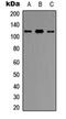 Ubiquitin Protein Ligase E3C antibody, orb304655, Biorbyt, Western Blot image 