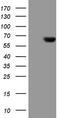 Carboxypeptidase M antibody, TA807316, Origene, Western Blot image 