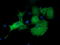 Myotubularin Related Protein 14 antibody, TA501737, Origene, Immunofluorescence image 