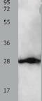 Tyrosine 3-Monooxygenase/Tryptophan 5-Monooxygenase Activation Protein Beta antibody, TA322853, Origene, Western Blot image 