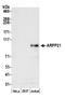 cAMP-regulated phosphoprotein 21 antibody, A305-677A-M, Bethyl Labs, Western Blot image 