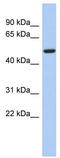 F-Box Protein 3 antibody, TA329823, Origene, Western Blot image 