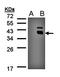 Protein phosphatase 1K, mitochondrial antibody, orb73604, Biorbyt, Western Blot image 