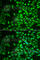 Lecithin retinol acyltransferase antibody, A6647, ABclonal Technology, Immunofluorescence image 
