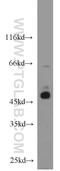 BRCA2 And CDKN1A Interacting Protein antibody, 16043-1-AP, Proteintech Group, Western Blot image 