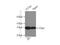 Syntaxin-6 antibody, 10841-1-AP, Proteintech Group, Immunoprecipitation image 
