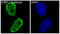 p53BP1 antibody, M00397, Boster Biological Technology, Immunofluorescence image 