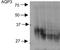Aquaporin 3 (Gill Blood Group) antibody, NBP1-97927, Novus Biologicals, Western Blot image 