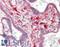 Paired Immunoglobin Like Type 2 Receptor Alpha antibody, LS-B15193, Lifespan Biosciences, Immunohistochemistry paraffin image 
