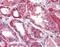 Phosphoserine Phosphatase antibody, 48-055, ProSci, Immunohistochemistry frozen image 