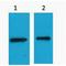 EYFP-tag antibody, LS-C387474, Lifespan Biosciences, Western Blot image 