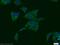 Sulfotransferase 1A3/1A4 antibody, 11376-1-AP, Proteintech Group, Immunofluorescence image 