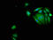 Serpin Family B Member 3 antibody, LS-C318420, Lifespan Biosciences, Immunofluorescence image 