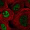 Serine And Arginine Rich Splicing Factor 4 antibody, HPA050975, Atlas Antibodies, Immunofluorescence image 