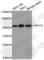 Lgl2 antibody, A4331, ABclonal Technology, Western Blot image 