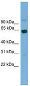 Ligand Dependent Nuclear Receptor Corepressor Like antibody, TA345647, Origene, Western Blot image 