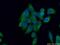 Cytosolic Fe-S cluster assembly factor NUBP2 antibody, 15409-1-AP, Proteintech Group, Immunofluorescence image 