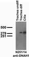 Dynein Axonemal Heavy Chain 1 antibody, 73-290, Antibodies Incorporated, Western Blot image 