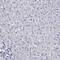 Solute Carrier Family 30 Member 8 antibody, NBP2-62701, Novus Biologicals, Immunohistochemistry paraffin image 