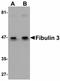 EGF-containing fibulin-like extracellular matrix protein 1 antibody, LS-B4607, Lifespan Biosciences, Western Blot image 