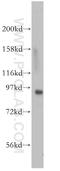 DNA replication licensing factor MCM4 antibody, 13043-1-AP, Proteintech Group, Western Blot image 