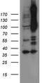 Notch Receptor 4 antibody, TA890137S, Origene, Western Blot image 