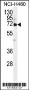 von Willebrand factor A domain-containing protein 2 antibody, 56-127, ProSci, Western Blot image 