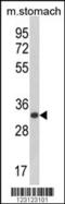PI synthase antibody, 63-758, ProSci, Western Blot image 