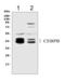 CCAAT Enhancer Binding Protein Beta antibody, LS-C344026, Lifespan Biosciences, Western Blot image 