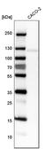 Cadherin 17 antibody, HPA023614, Atlas Antibodies, Western Blot image 