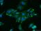 BAI1-associated protein 3 antibody, 24836-1-AP, Proteintech Group, Immunofluorescence image 