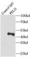 Pellino E3 Ubiquitin Protein Ligase 1 antibody, FNab06303, FineTest, Immunoprecipitation image 
