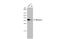 Myogenin antibody, GTX130733, GeneTex, Western Blot image 