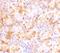 Neudesin antibody, NBP1-77331, Novus Biologicals, Immunohistochemistry paraffin image 