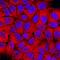 Dihydrofolate Reductase antibody, AF7934, R&D Systems, Immunocytochemistry image 