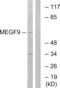 Multiple EGF Like Domains 9 antibody, abx014606, Abbexa, Western Blot image 