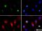 Histone Cluster 2 H3 Family Member D antibody, NB21-1015, Novus Biologicals, Immunofluorescence image 