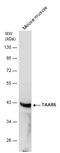 Trace Amine Associated Receptor 5 antibody, GTX108240, GeneTex, Western Blot image 