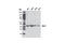 BMI1 Proto-Oncogene, Polycomb Ring Finger antibody, 2830S, Cell Signaling Technology, Western Blot image 