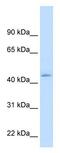 Nuclear receptor subfamily 1 group I member 3 antibody, GTX17598, GeneTex, Western Blot image 