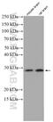 Dysbindin Domain Containing 2 antibody, 27623-1-AP, Proteintech Group, Western Blot image 