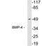 Bone Morphogenetic Protein 4 antibody, LS-C199774, Lifespan Biosciences, Western Blot image 
