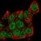 Siah E3 Ubiquitin Protein Ligase 2 antibody, HPA061293, Atlas Antibodies, Immunofluorescence image 